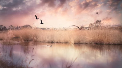 Sumpf mit fliegenden Vögeln und Enten © Francesco