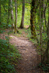 Obraz premium chemin forestier