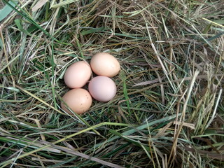 eggs in the grass