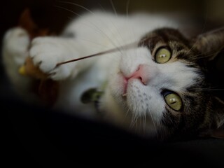 Tabby Cat Playing at Home