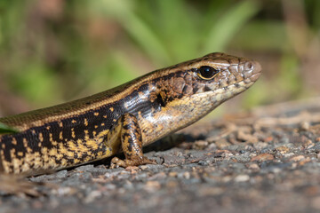 Eastern water skink (Eulamprus quoyii) closeup portrait, Sydney. Cute Australian lizard species.