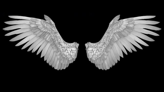 Flapping angel wings - 3d render looped with alpha channel.
