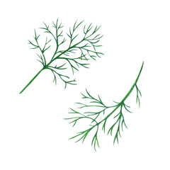 Dill greens drawn with colored pencils isolated on a white background.