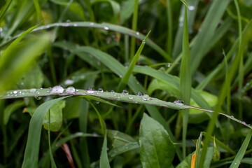 dew drops on the grass  natural background with copy space  It's beautiful on the lawn.