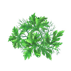 A composition of spicy herbs drawn with colored pencils isolated on a white background.