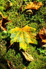 autumn leaves in the park