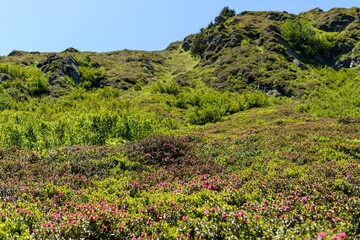 Flowers in the mountain