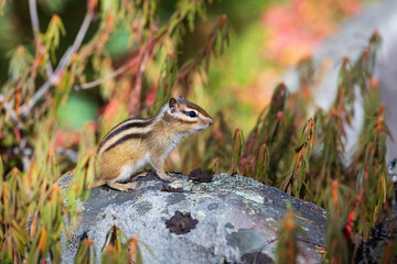 Chipmunk sits on a stone in Labrador tea