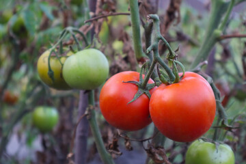 Growing red tomatoes on green branch. Home grown tomato vegetables growing on vine in greenhouse. Autumn vegetable harvest on organic farm.