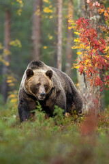 Brown bear in autumn forest scenery