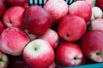 Fototapeta na wymiar Red apple from organic farm. Harvesting in the garden. Red ripe juicy apples in a plastic box