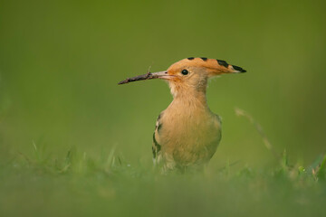 Common Hoopoe Upupa epops photographed foraging over a grassy area © tahir