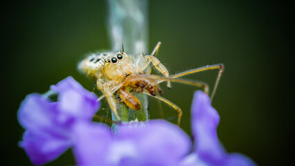 Jumping spider eating prey on green Stachytarpheta jamaicensis tree, Jumping spider and Lynx spider, Selective focus, Macro shot, Natural background, Thailand.