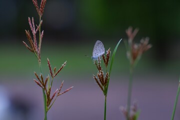 A small butterfly perched on a flower bed and was injured by a broken wing.