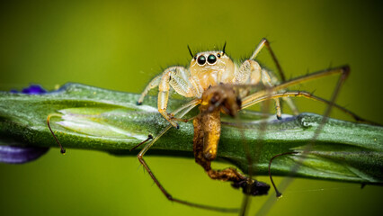 Jumping spider eating prey on green Stachytarpheta jamaicensis tree, Jumping spider and Lynx spider, Selective focus, Macro shot, Natural background, Thailand.