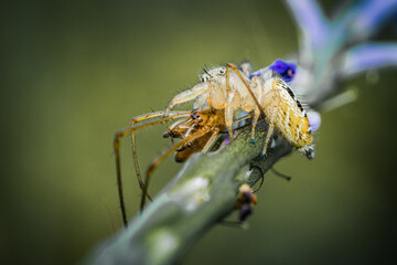 Jumping spider eating prey on green Stachytarpheta jamaicensis tree, Jumping spider and Lynx spider, Selective focus, Macro shot, Natural background, Thailand.