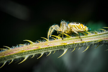 Jumping spiders on green thorn branch with natural blurred background, Close up insect, Selective focus, macro shot, Thailand.