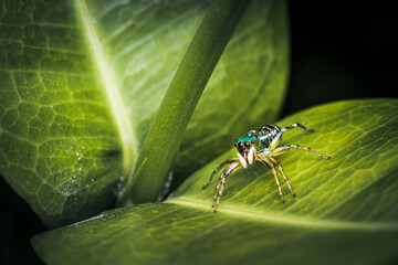 Close up a little Jumping Spider on green leaf, Colorful jumping spider.