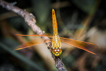Close up of Dragonfly perched on a tree branch, dry wood and nature background, Selective focus, insect macro, Colorful insect in Thailand.