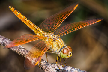 Close up of Dragonfly perched on a tree branch, dry wood and nature background, Selective focus, insect macro, Colorful insect in Thailand.