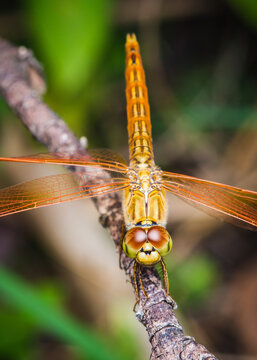 Close up of Dragonfly perched on a tree branch, dry wood and nature background, Selective focus, insect macro, Colorful insect in Thailand.