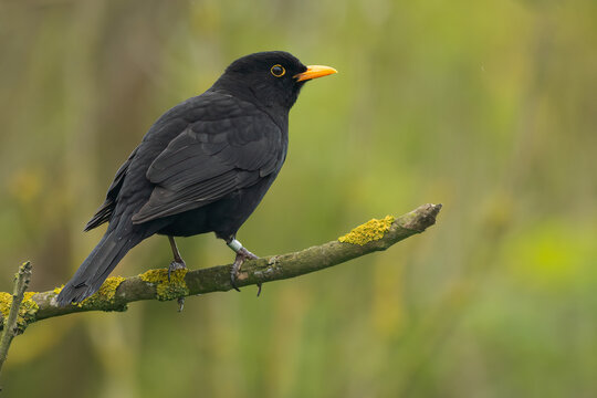 Male blackbird (Turdus merula) perches in the forest, Yorkshire, UK