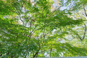 Obraz premium 夏の木