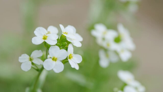 Arabis alpina caucasica, Brassicaceae in a garden under the warm spring sun. Rack focus.