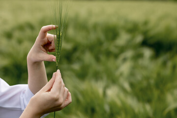 A woman's hand in a white robe holds an unripe ear of corn and examines it. An ecologist examines a...