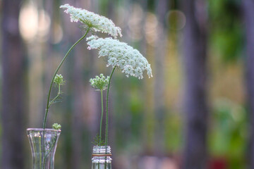 Gartengräser in Glasvasen