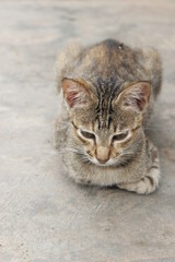 portrait of a cat