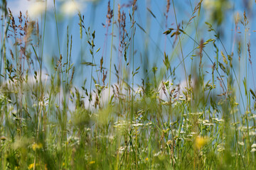 Tall grass in low angle shallow depth of field, various wild grass in field