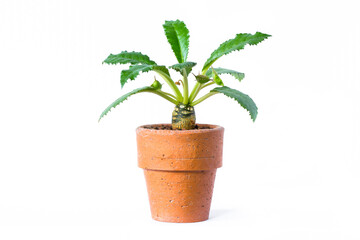 Young plant in pot isolated on white background