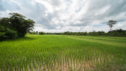 rice fields in isaan thailand in udon thani province.