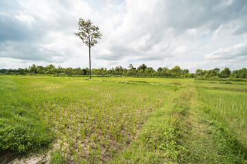 rice fields in isaan thailand in udon thani province.