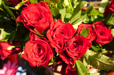 Beautiful and colorful flowers as background.