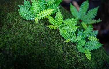 Fototapeta na wymiar Fern leaf with water drops close-up