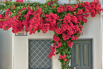 bougainvillea on a wall in Olhao, Portugal