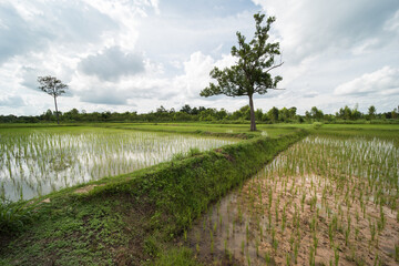 Obraz premium rice fields in isaan thailand in udon thani province.