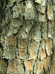 ダイオウショウの幹　クローズアップ