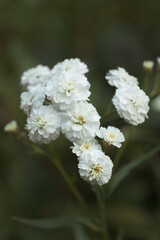 Beautiful white garden flowers closeup. Aesthetic floral composition in pastel colors. Macro shoot, vertical