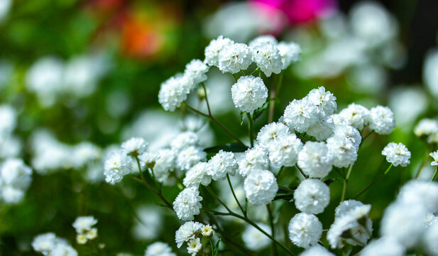 Gypsophila blossom white branchy flower, ornamental plant garden decoration