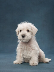 puppy white schnauzer on a blue background. Cute dog portrait