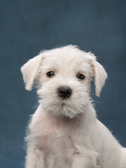 puppy white schnauzer on a blue background. Cute dog portrait