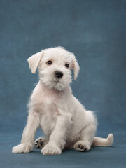 puppy white schnauzer on a blue background. Cute dog portrait