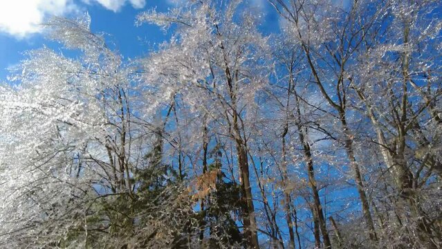 Clip of aftermath of an ice storm on a bright sunny day. Climate change concept image of moderate icing on trees and powerlines. 