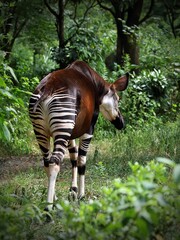 森へ向かい歩くオカピの後ろ姿