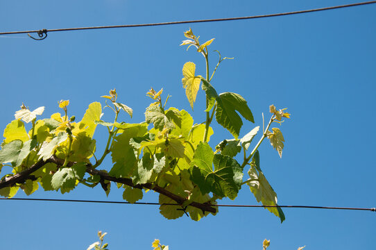 Details of a vineyard leaf with blue sky in the background