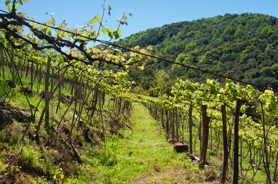 vision of a parreiral in spring