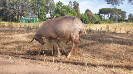 New life beginning concept, sheep ewe gave birth to baby lamb on the meadow, animal livestock and farming